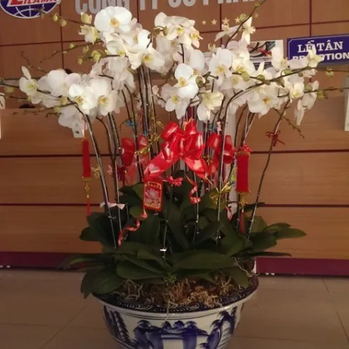 Lan Hồ Điệp Trắng Bình Dương 10