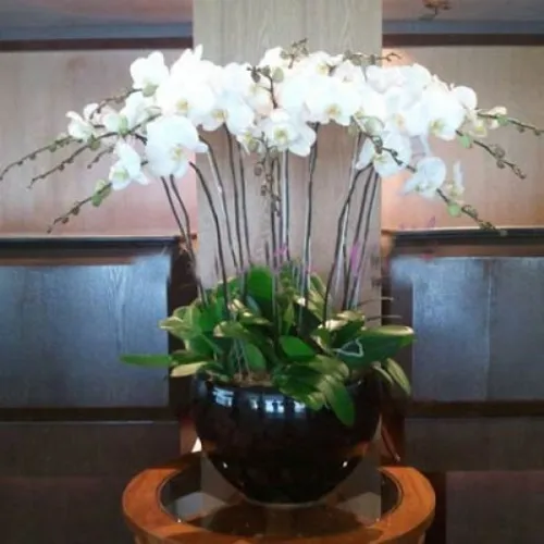 Lan Hồ Điệp Trắng Bình Dương 11