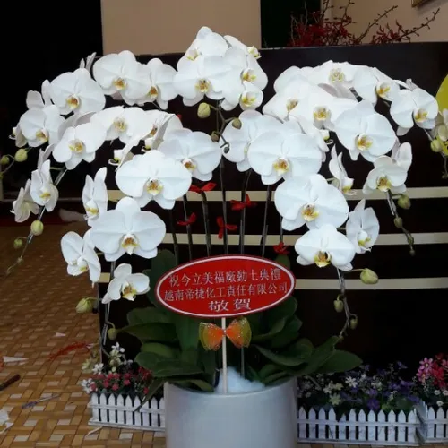Lan Hồ Điệp Trắng Bình Dương 12
