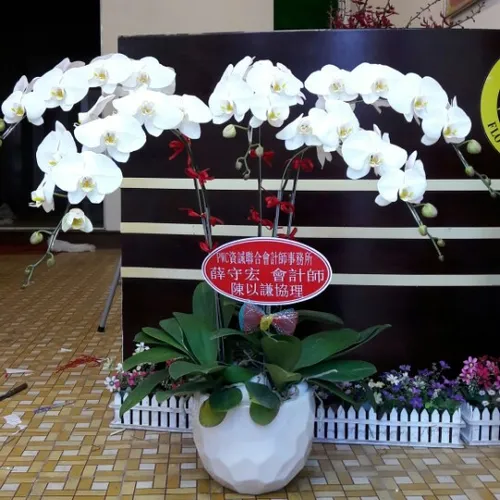 Lan Hồ Điệp Trắng Bình Dương 13