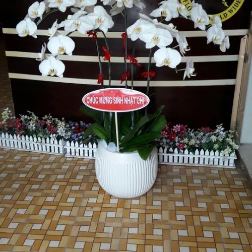 Lan Hồ Điệp Trắng Bình Dương 14