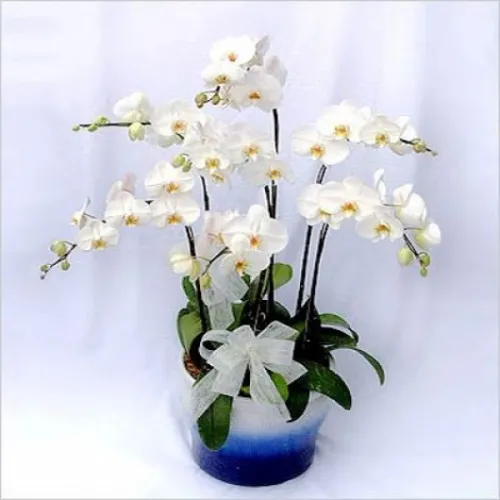Lan Hồ Điệp Trắng Bình Dương 15