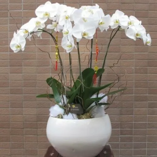 Lan Hồ Điệp Trắng Bình Dương 16