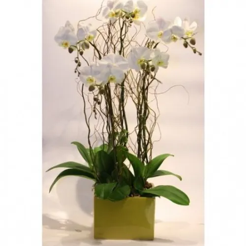 Lan Hồ Điệp Trắng Bình Dương 17
