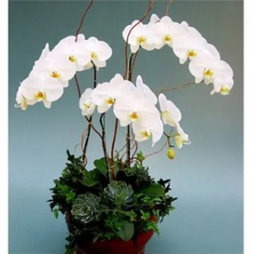 Lan Hồ Điệp Trắng Bình Dương 19