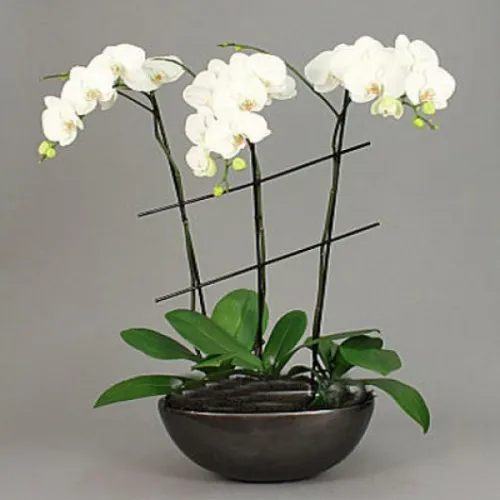 Lan Hồ Điệp Trắng Bình Dương 20