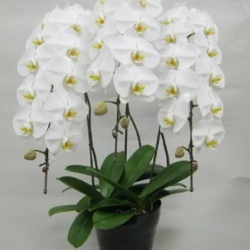 Lan Hồ Điệp Trắng Bình Dương 22
