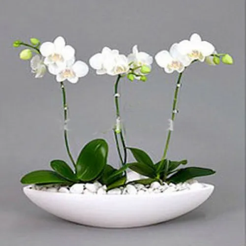 Lan Hồ Điệp Trắng Bình Dương 23