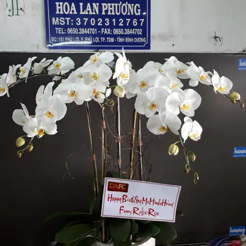 Lan Hồ Điệp Trắng Bình Dương 24