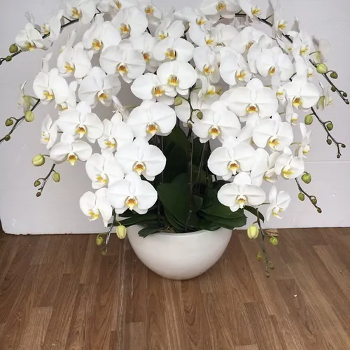 Lan Hồ Điệp Trắng Bình Dương 25