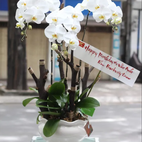 Lan Hồ Điệp Trắng Bình Dương 26