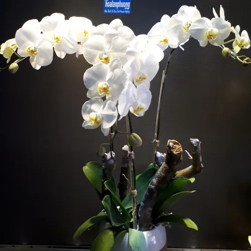 Lan Hồ Điệp Trắng Bình Dương 27