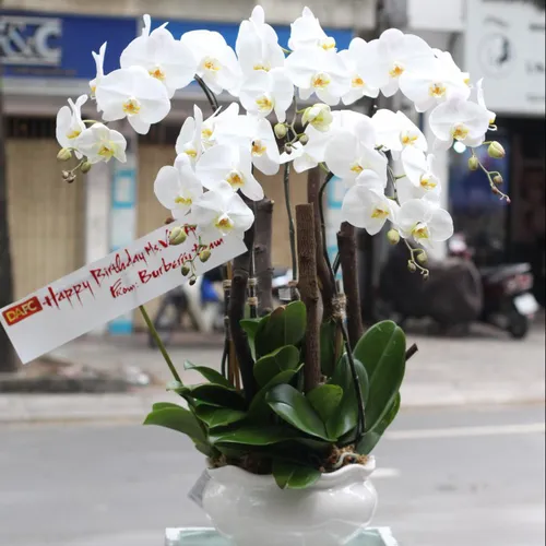 Lan Hồ Điệp Trắng Bình Dương 28