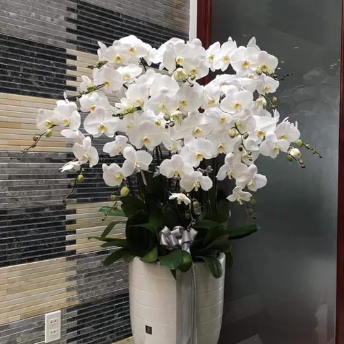 Lan Hồ Điệp Trắng Bình Dương 52