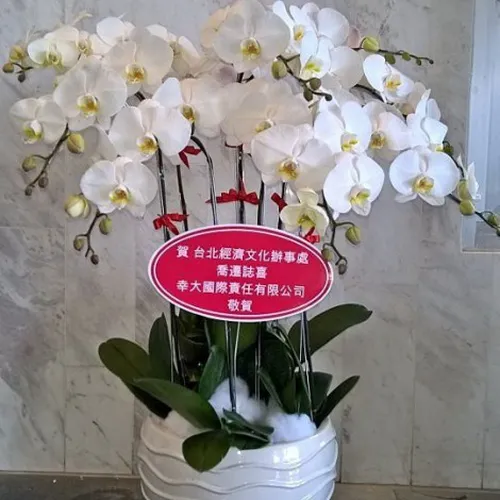 Lan Hồ Điệp Trắng Bình Dương 01
