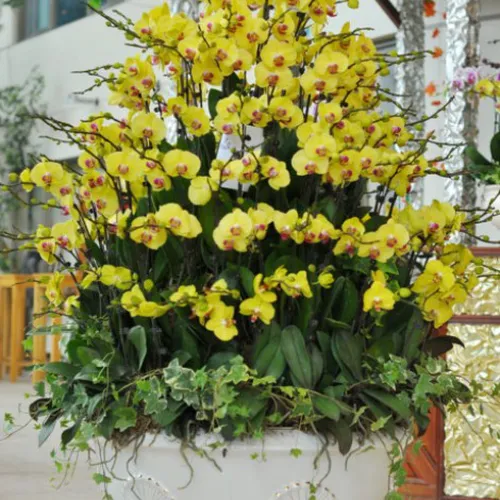 Lan Hồ Điệp Vàng Bình Dương 02