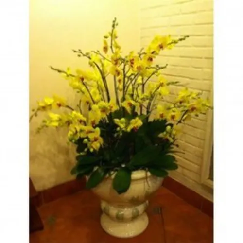 Lan Hồ Điệp Vàng Bình Dương 06