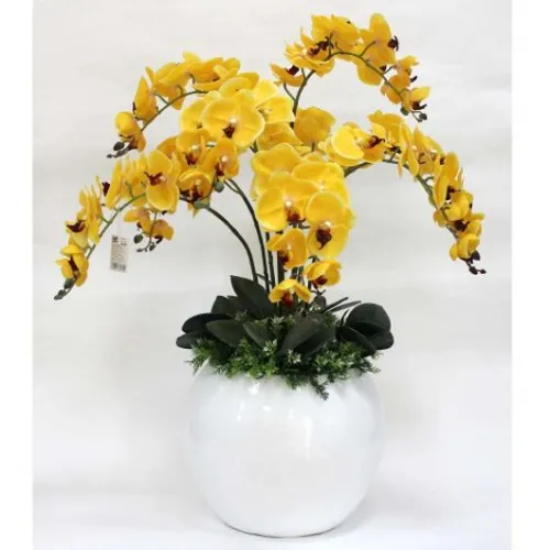 Lan Hồ Điệp Vàng Bình Dương 08