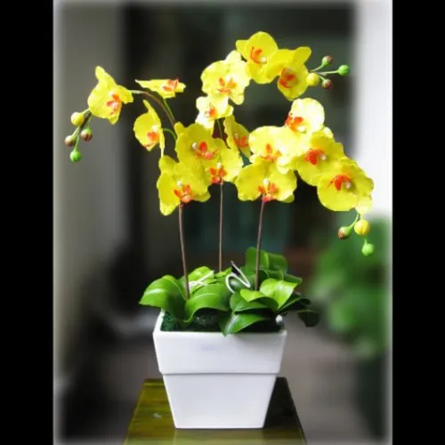 Lan Hồ Điệp Vàng Bình Dương 09
