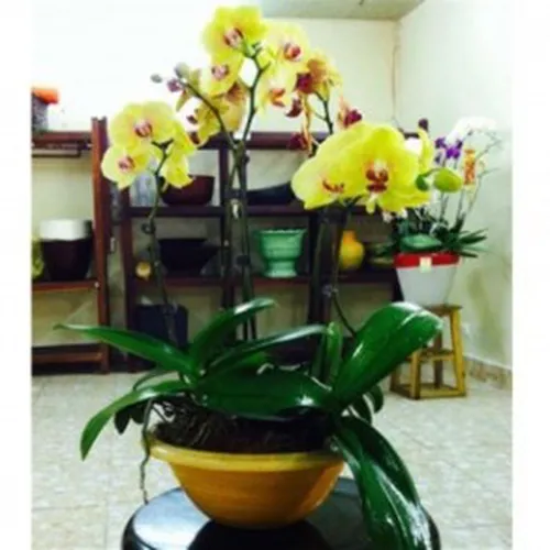 Lan Hồ Điệp Vàng Bình Dương 11