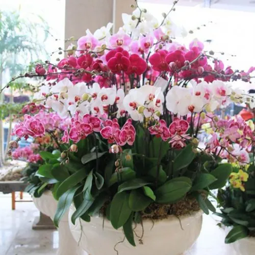 Lan Hồ Điệp Nhiều Màu Bình Dương 08