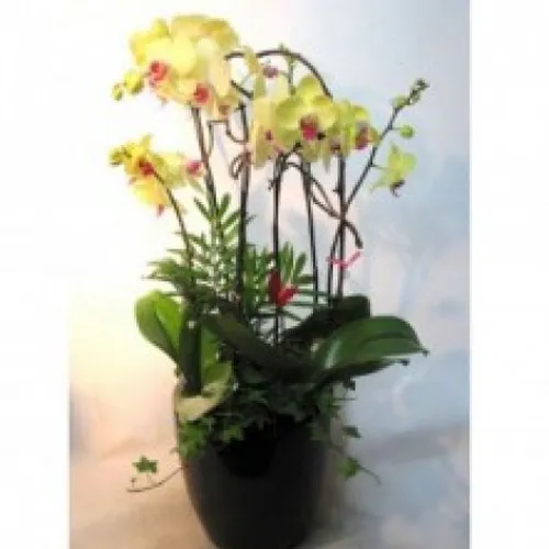 Lan Hồ Điệp Vàng Bình Dương 01