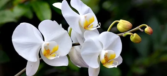 Cửa Hàng Hoa Lan Hồ Điệp Bắc Tân Uyên