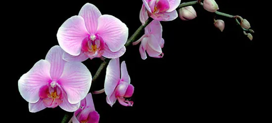 Tiệm Hoa Lan Hồ Điệp Bắc Tân Uyên