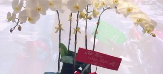 Vườn Lan Hồ Điệp Bình Dương