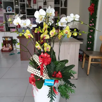 Chậu Lan Hồ Điệp Đa Sắc Bình Dương 47