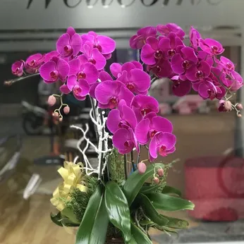 Chậu Lan Hồ Điệp Tím Bình Dương 17