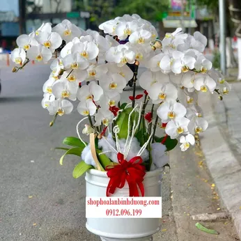 Chậu Lan Hồ Điệp Trắng Bình Dương 30