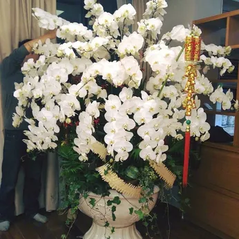 Chậu Lan Hồ Điệp Trắng Bình Dương 31