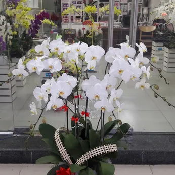 Chậu Lan Hồ Điệp Trắng Bình Dương 32