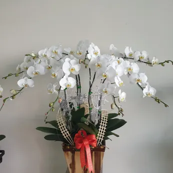 Chậu Lan Hồ Điệp Trắng Bình Dương 33