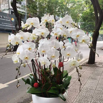Chậu Lan Hồ Điệp Trắng Bình Dương 34