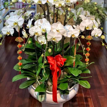 Chậu Lan Hồ Điệp Trắng Bình Dương 35