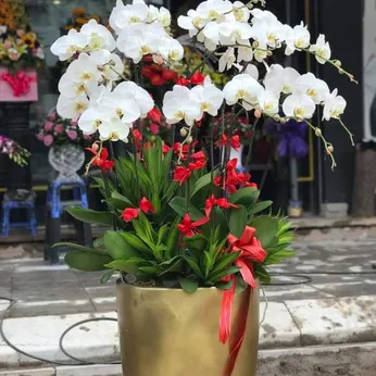 Chậu Lan Hồ Điệp Trắng Bình Dương 36