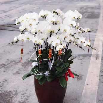 Chậu Lan Hồ Điệp Trắng Bình Dương 37