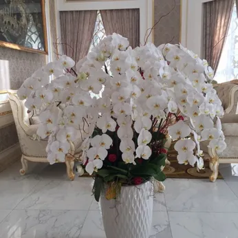 Chậu Lan Hồ Điệp Trắng Bình Dương 38