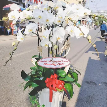 Chậu Lan Hồ Điệp Trắng Bình Dương 39