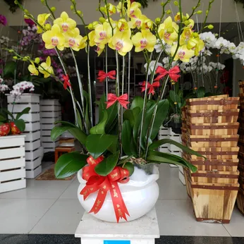 Chậu Lan Hồ Điệp Vàng Bình Dương 28