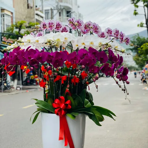 Chậu Lan Hồ Điệp Đa Sắc Bình Dương 01