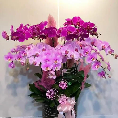 Chậu Lan Hồ Điệp Đa Sắc Bình Dương 02