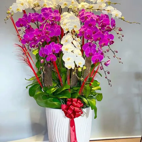 Chậu Lan Hồ Điệp Đa Sắc Bình Dương 04