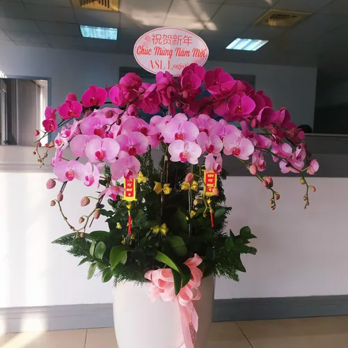 Chậu Lan Hồ Điệp Đa Sắc Bình Dương 06