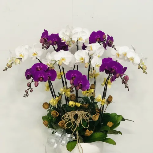 Chậu Lan Hồ Điệp Đa Sắc Bình Dương 07