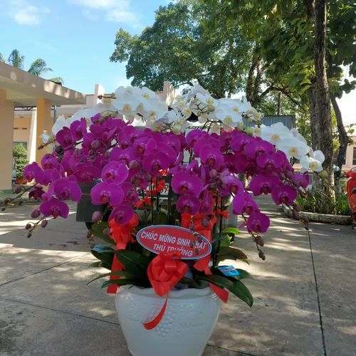 Chậu Lan Hồ Điệp Đa Sắc Bình Dương 08