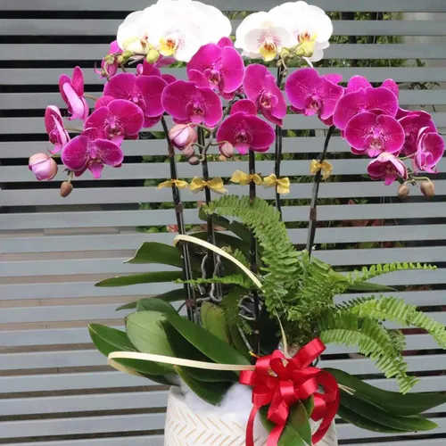 Chậu Lan Hồ Điệp Đa Sắc Bình Dương 09
