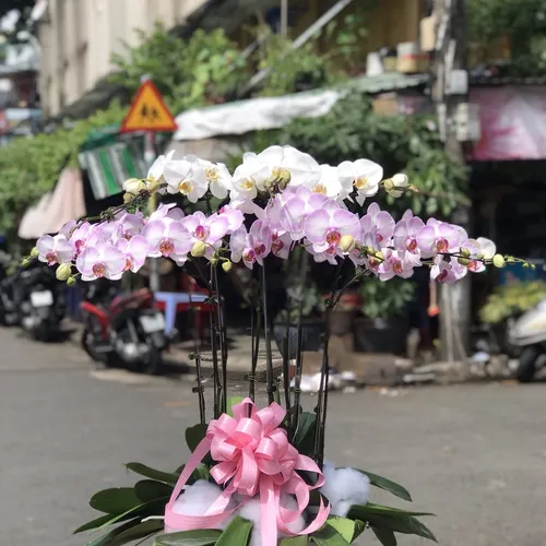 Chậu Lan Hồ Điệp Đa Sắc Bình Dương 10